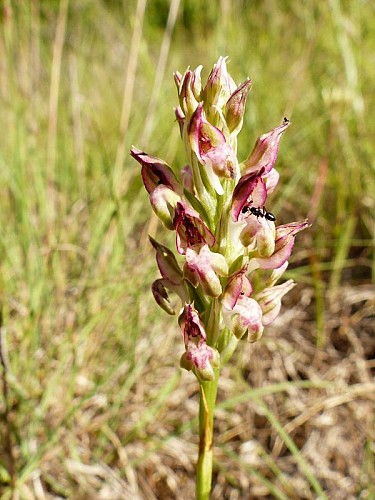 Orchis odorant