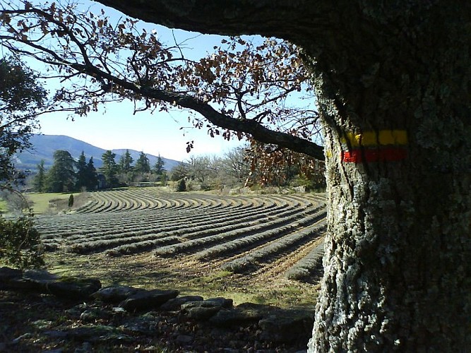 Sur le GRP® ''Tour des Claparèdes''