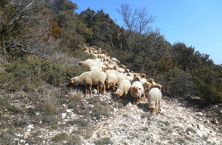 Troupeau sur le versant sud du Grand Luberon