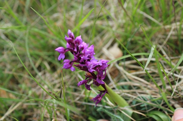 Orchidée sur les crêtes