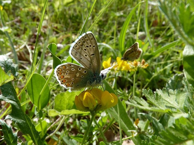 Papillon sur les crêtes