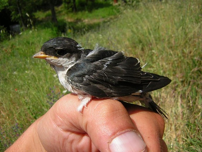 Hirondelle de fenêtre juvénile