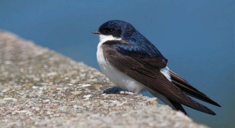 Hirondelle de fenêtre