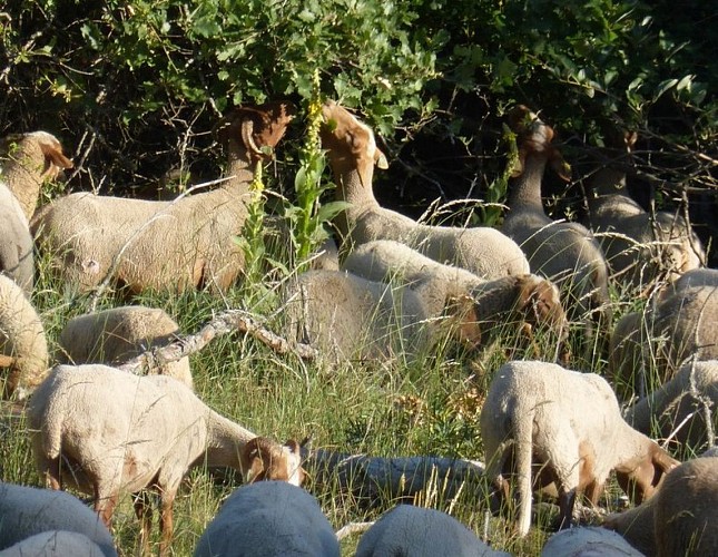 Troupeau de Mourerous