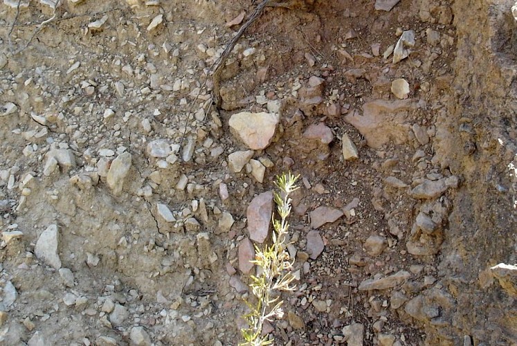 Cailloutis dans les talus