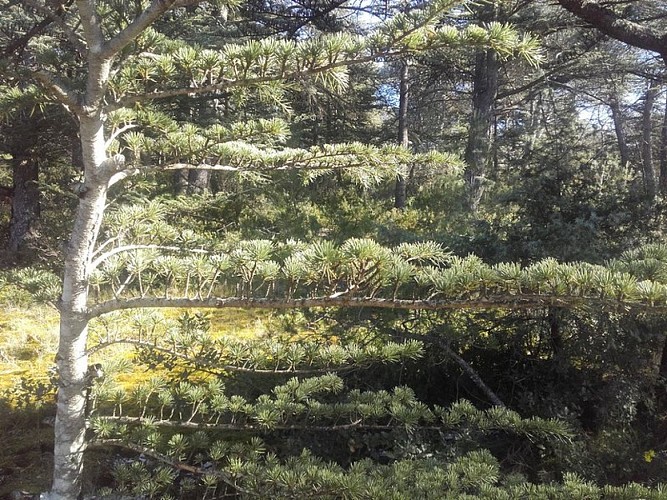 Branches de jeunes cèdres
