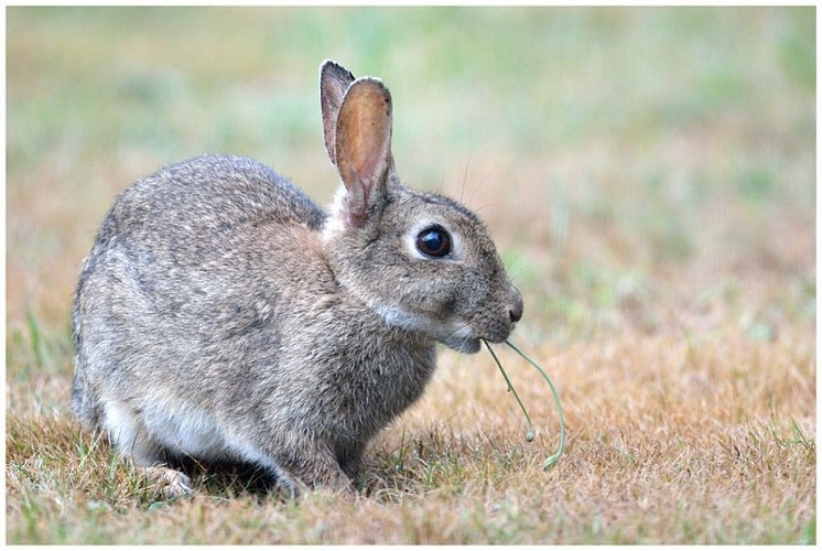 Lapin de garenne