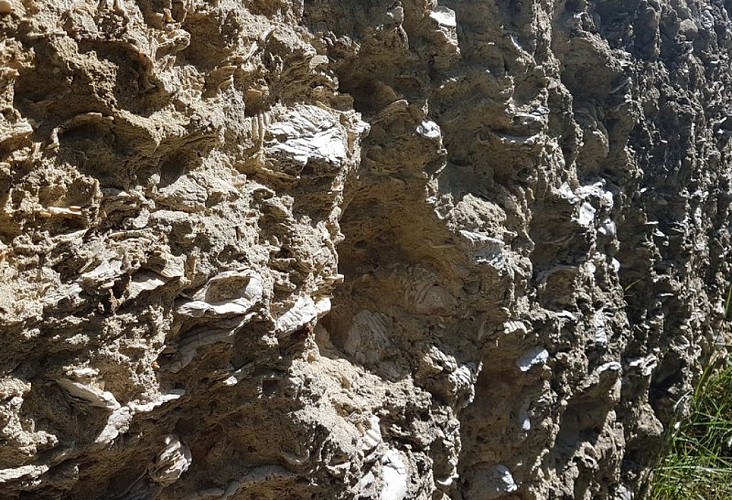 Huîtres et coquilles Saint-Jacques fossilisés
