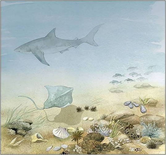 Le Luberon sous la Méditerrannée (-10 Ma)