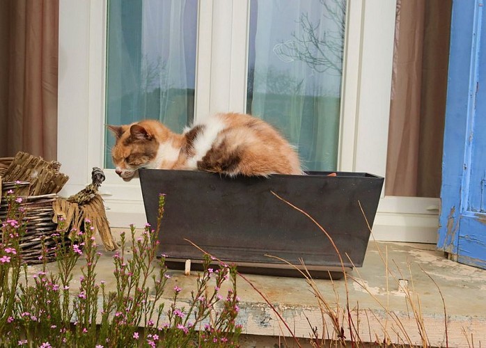 La peste et les vertus du sang de chat