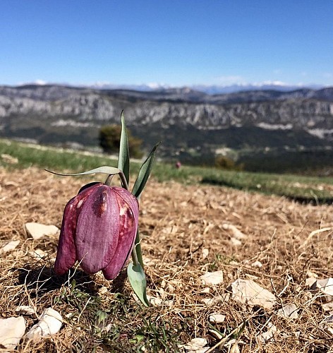 La Fritillaire du Dauphiné
