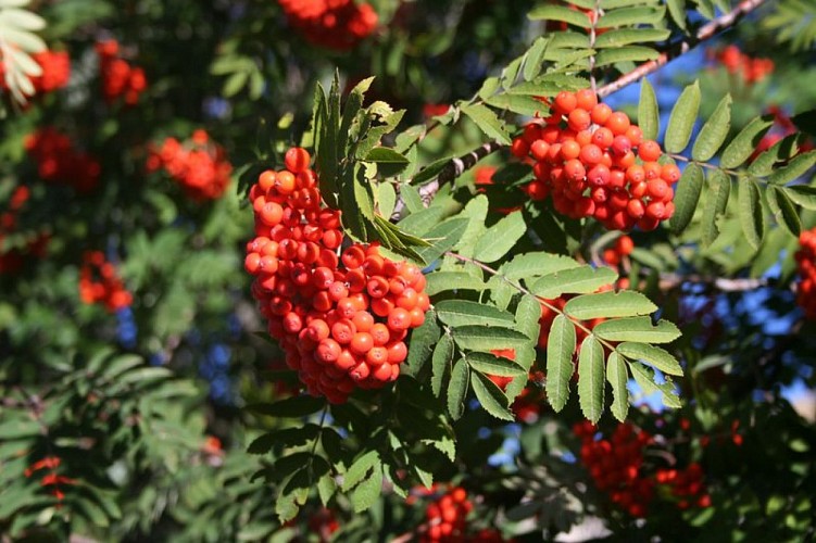 Sorbier des oiseleurs