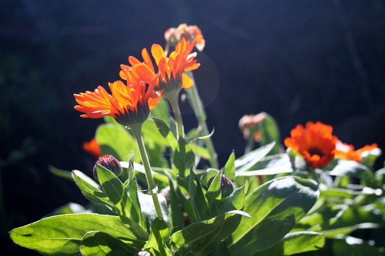 Calendula officinalis