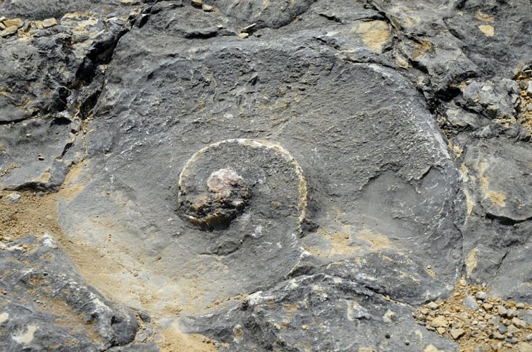 Empreintes d'Ammonites
