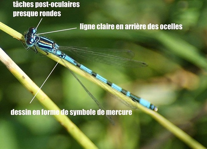 Agrion de Mercure