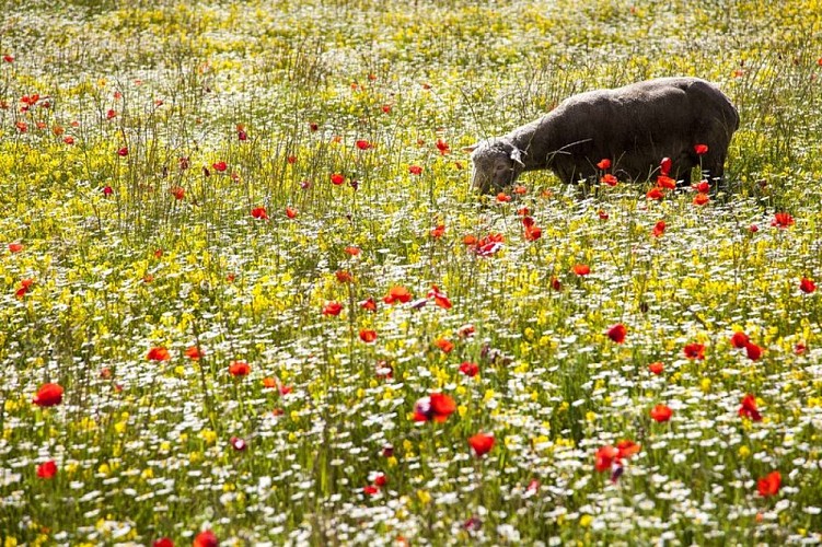 Mouton dans les prairies de l'Encrême