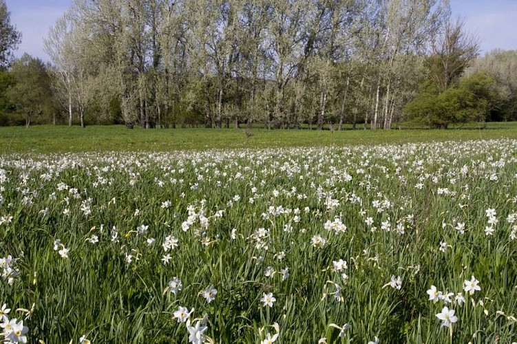 Champ de narcisses