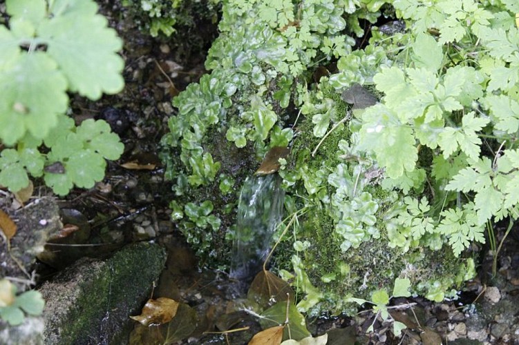 Eau précieuse du Nid d'Amour