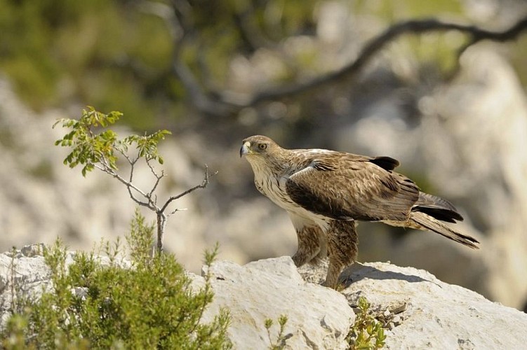 Aigle de Bonelli