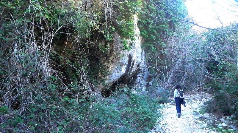 Lierre du vallon de Roque Rousse