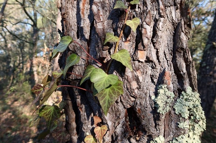 Lierre sur arbre