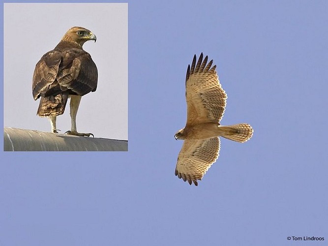 Jeune Aigle de Bonelli