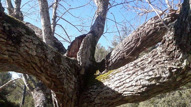 Tilleul de la Pétrossi