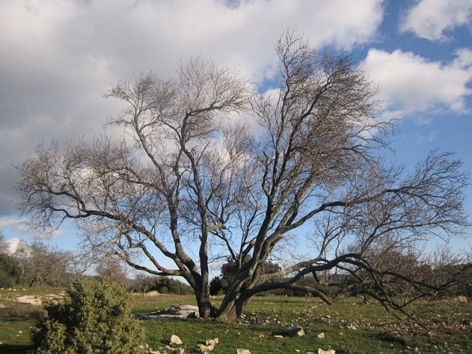 Vieil amandier des Mayorques