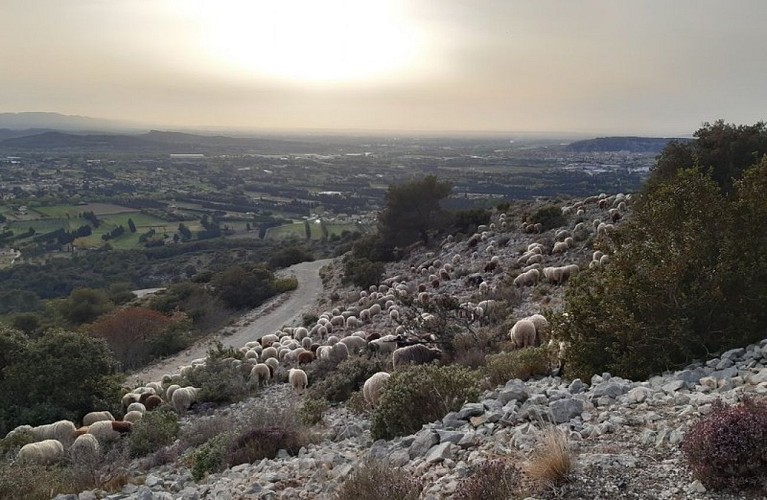 Troupeau sur le Petit Luberon