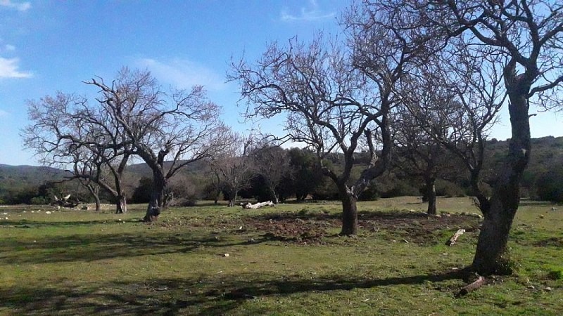 Verger d'amandiers des Mayorques