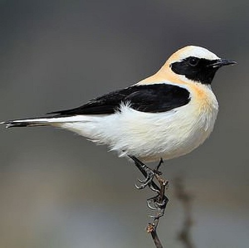 Traquet oreillard mâle