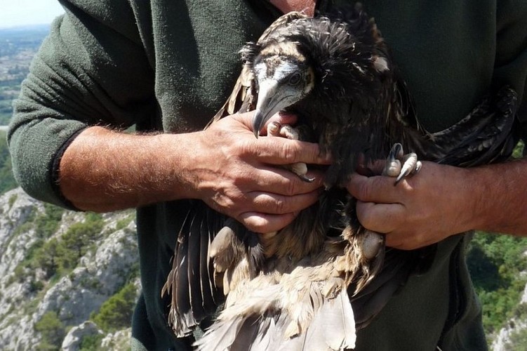Baguage de Vautour percnoptère