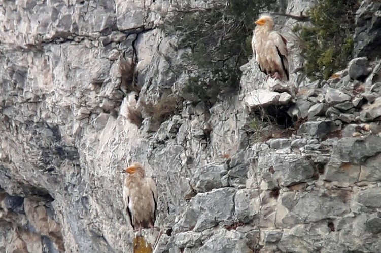 Couple de percnoptères