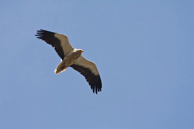 Vautour percnoptère