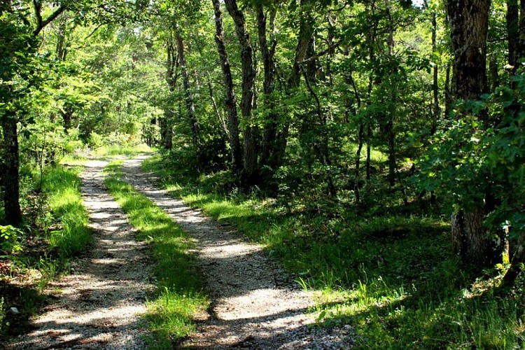 Chemin sous la hêtraie 