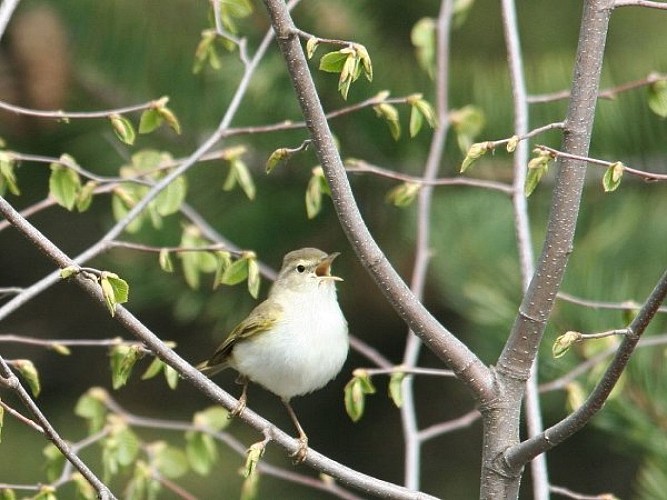 Le pouillot de Bonelli