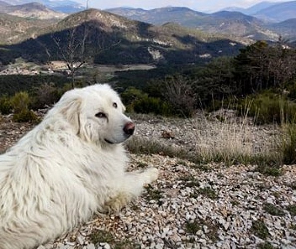 Patou sur la colline