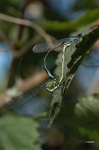 Accouplement d'Agrion élégant