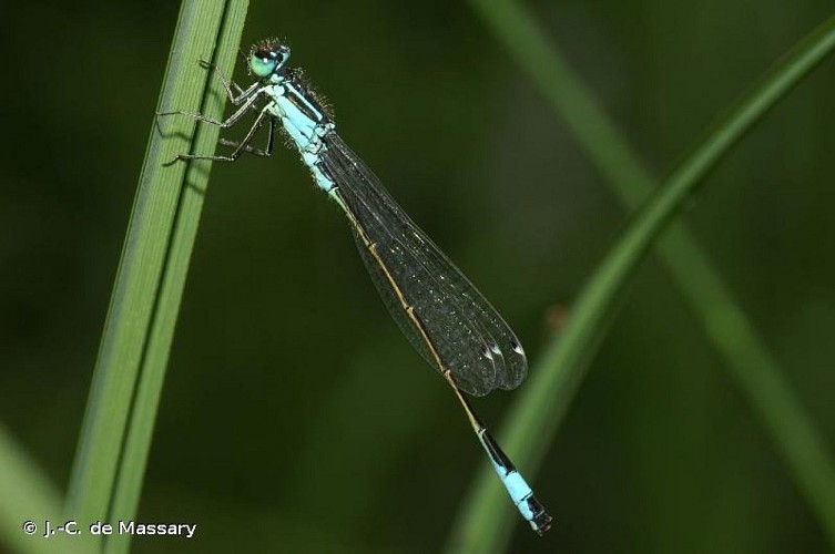 Agrion élégant