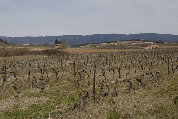 Habitat typique de la Chouette Chevêche