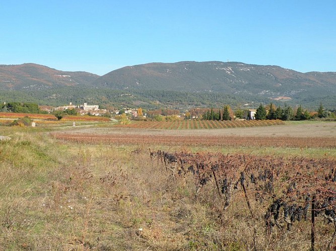 Mer de vigne à l'automne