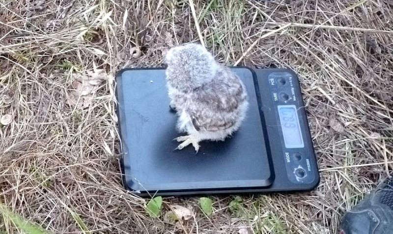 Pesée d'une jeune chevêche