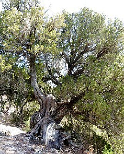 Genévrier Thurifère