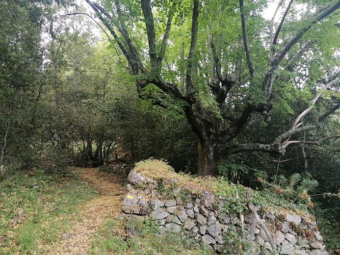 Mur en pierre sèche