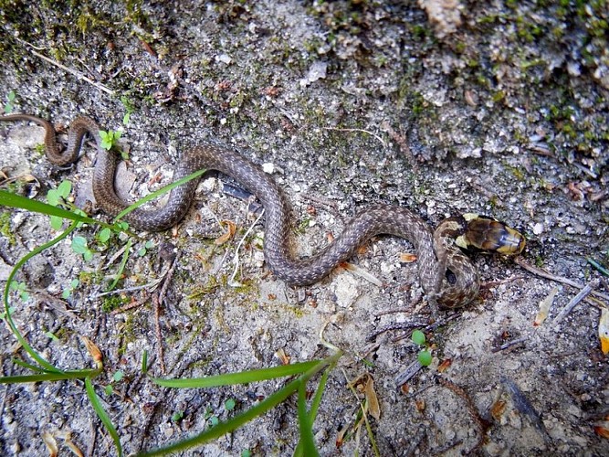 Esculape juvénile