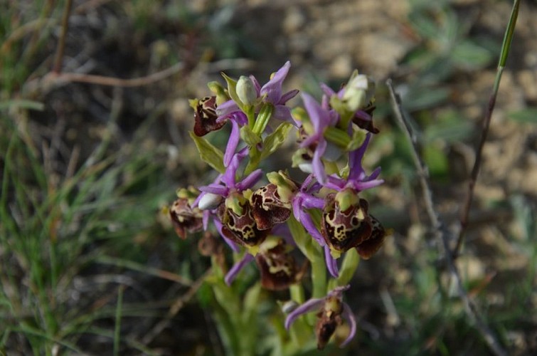 L'ophrys abeille