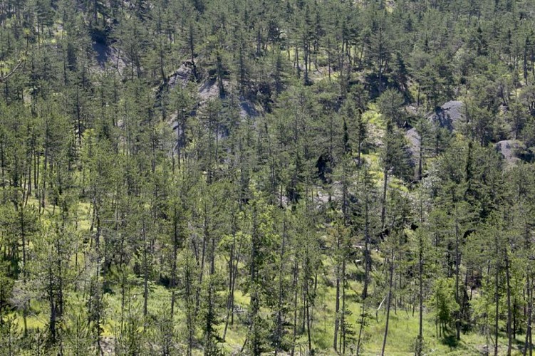 Forêt domaniale de Saint-Cyrice