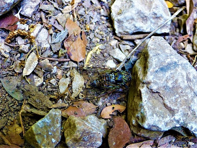 Cigale au sol©Rémi Sérange - PNR Alpilles