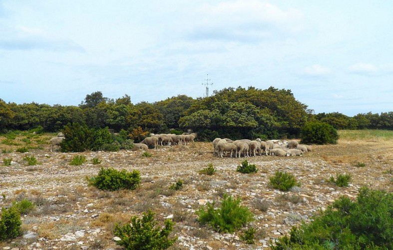 Troupeau de moutons sur le plateau