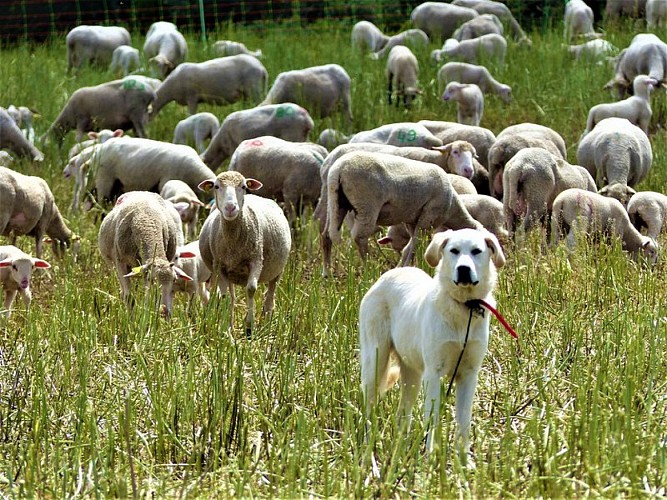 Chien de berger et son troupeau
